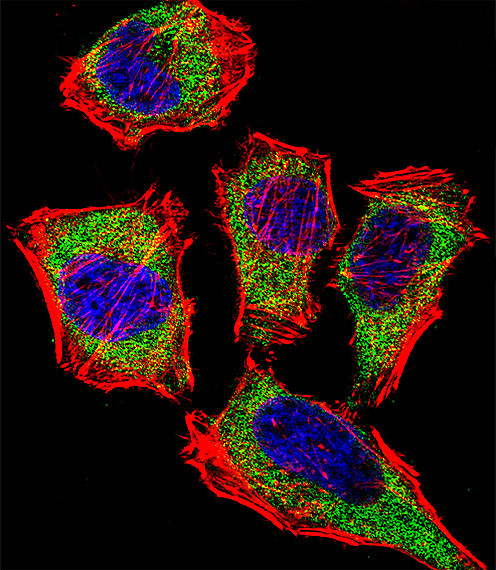 Carbonic Anhydrase II Antibody in Immunocytochemistry (ICC/IF)