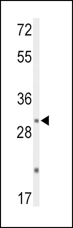 DUSP2 Antibody in Western Blot (WB)