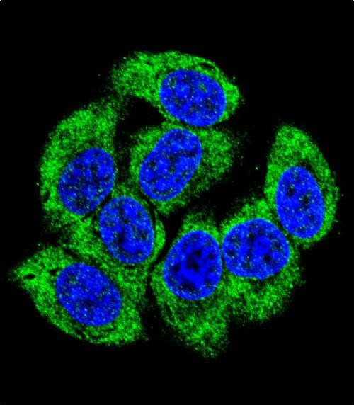 GCLM Antibody in Immunocytochemistry (ICC/IF)