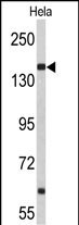 NUP153 Antibody in Western Blot (WB)