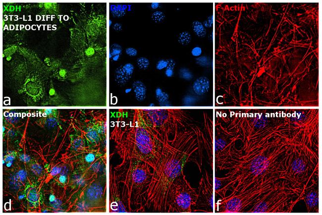 XDH Antibody in Immunocytochemistry (ICC/IF)