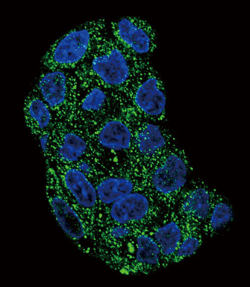 GPX1 Antibody in Immunocytochemistry (ICC/IF)