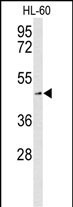 ASCT2 Antibody in Western Blot (WB)