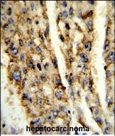 DIO3 Antibody in Immunohistochemistry (Paraffin) (IHC (P))