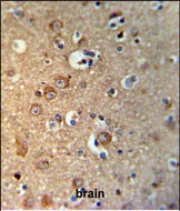 Gephyrin Antibody in Immunohistochemistry (Paraffin) (IHC (P))