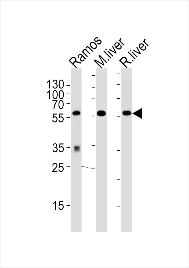 GPI Antibody in Western Blot (WB)