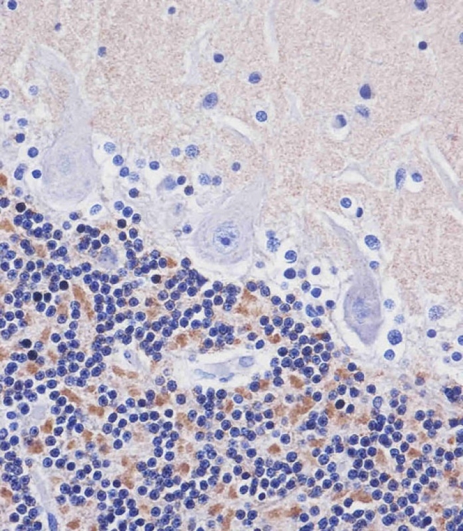 AMH Antibody in Immunohistochemistry (Paraffin) (IHC (P))