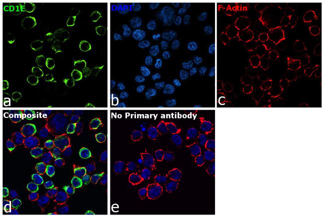 CD1e Antibody in Immunocytochemistry (ICC/IF)