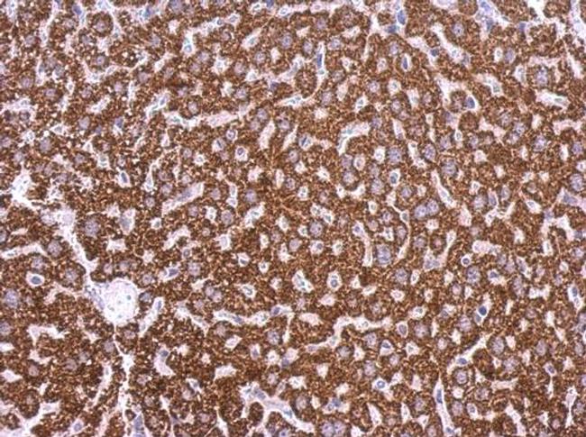 LPAR3 Antibody in Immunohistochemistry (Paraffin) (IHC (P))