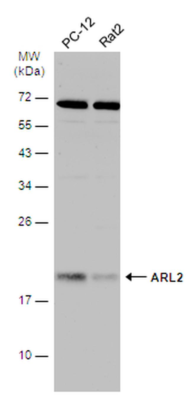 ARL2 Antibody in Western Blot (WB)