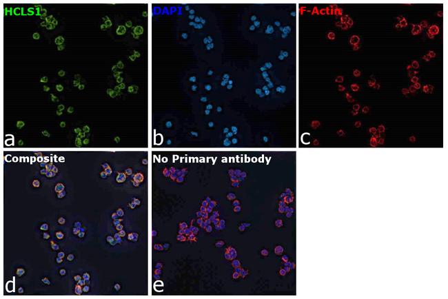 HCLS1 Antibody in Immunocytochemistry (ICC/IF)