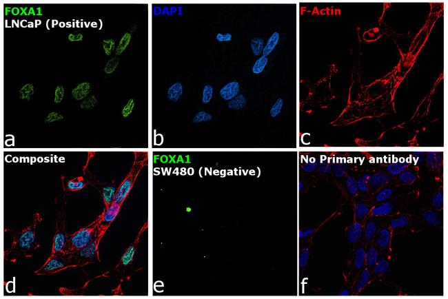 FOXA1 Antibody in Immunocytochemistry (ICC/IF)