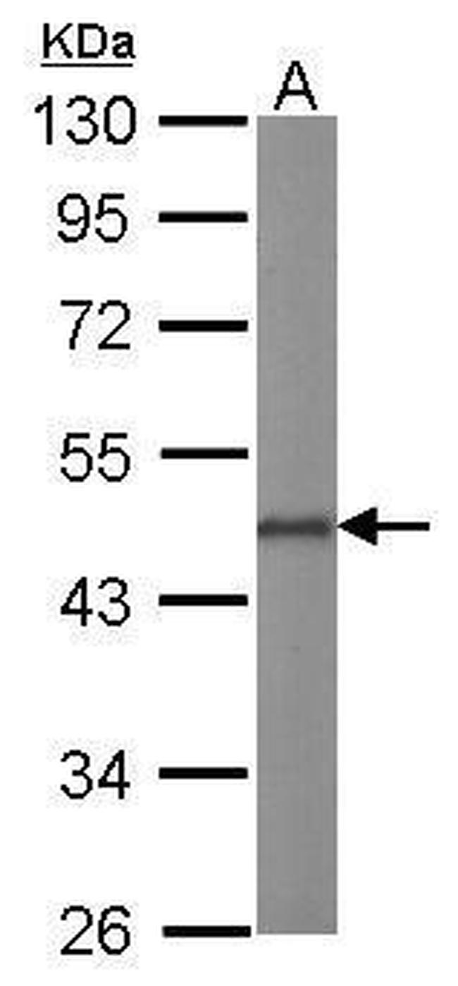 OCT4 Antibody in Western Blot (WB)