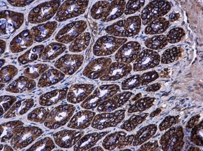 AGR3 Antibody in Immunohistochemistry (Paraffin) (IHC (P))