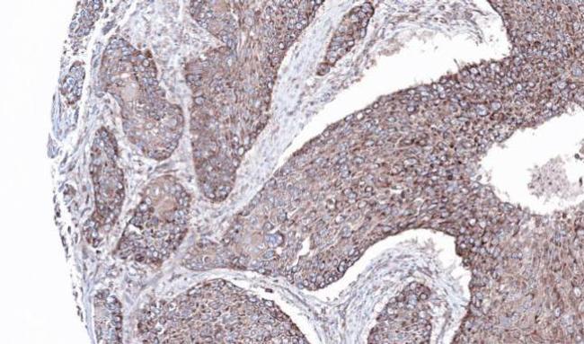 JIP1 Antibody in Immunohistochemistry (Paraffin) (IHC (P))