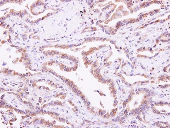 Calmyrin Antibody in Immunohistochemistry (Paraffin) (IHC (P))