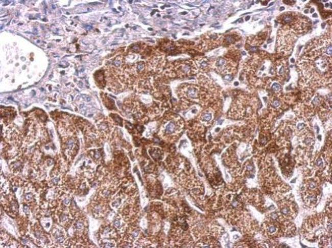 PGF Antibody in Immunohistochemistry (Paraffin) (IHC (P))