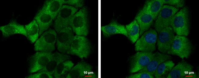 alpha-1 Microglobulin Antibody in Immunocytochemistry (ICC/IF)