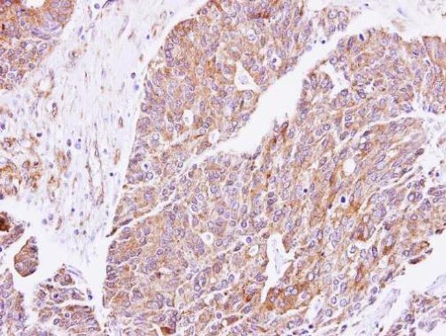 cGKI Antibody in Immunohistochemistry (Paraffin) (IHC (P))