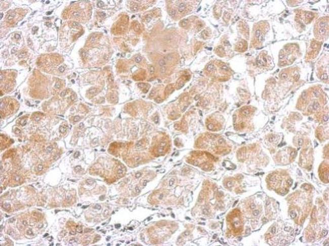 Cytochrome P450 Reductase Antibody in Immunohistochemistry (Paraffin) (IHC (P))