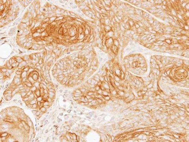 alpha Galactosidase Antibody in Immunohistochemistry (Paraffin) (IHC (P))