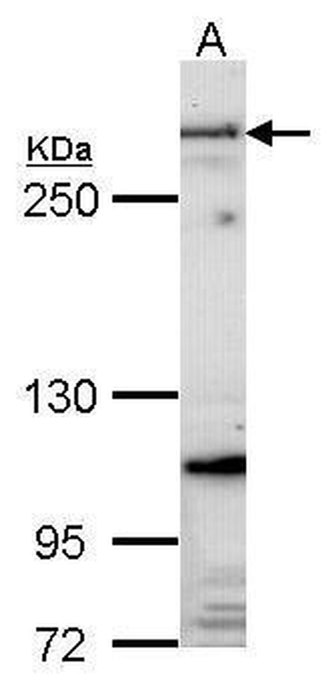 Fibrillin 1 Antibody in Western Blot (WB)