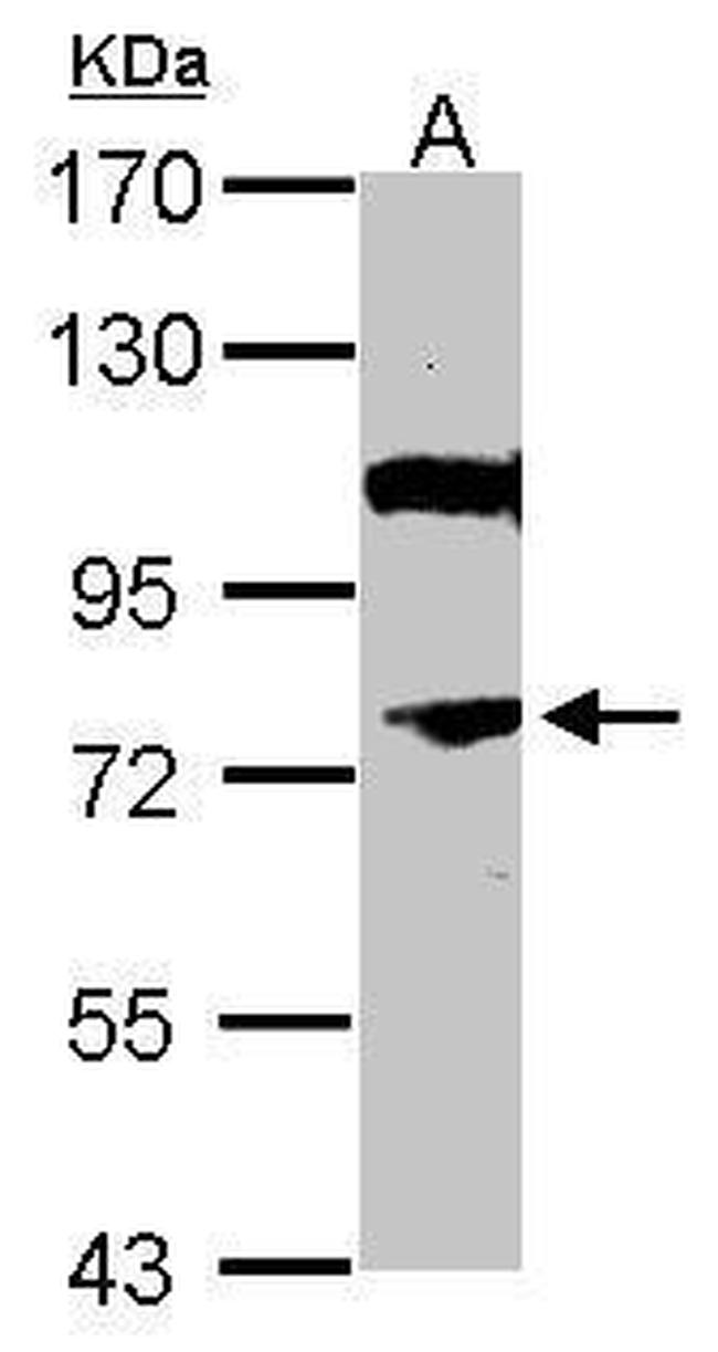 NOR-1 Antibody in Western Blot (WB)