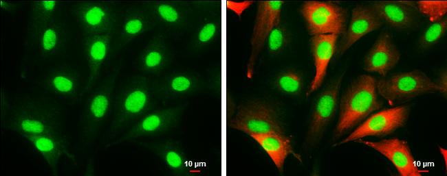 HMGB1 Antibody in Immunocytochemistry (ICC/IF)