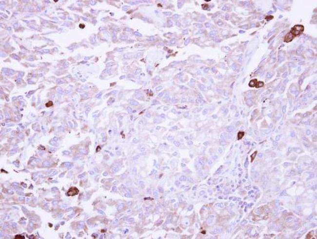 AOC3 Antibody in Immunohistochemistry (Paraffin) (IHC (P))