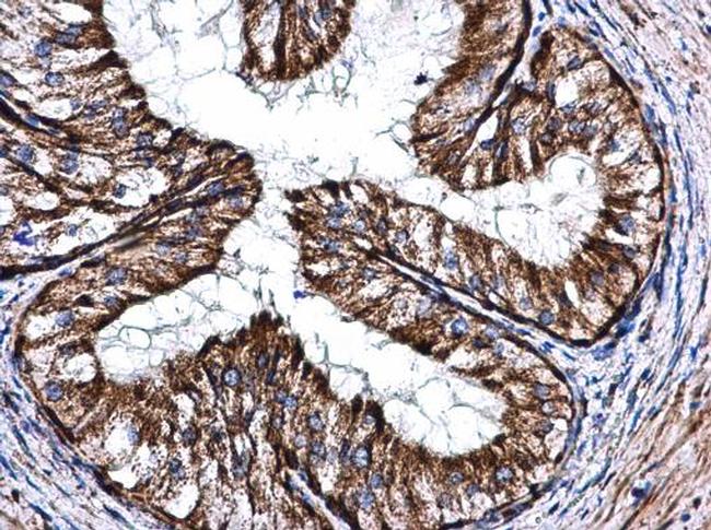 COX5A Antibody in Immunohistochemistry (Paraffin) (IHC (P))