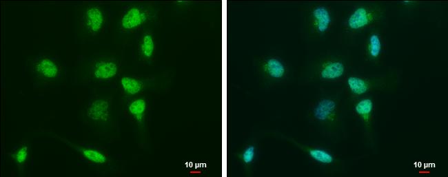 OCT4 Antibody in Immunocytochemistry (ICC/IF)