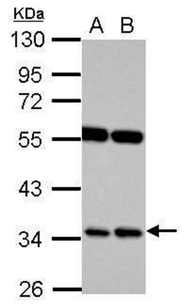 RASSF7 Antibody in Western Blot (WB)