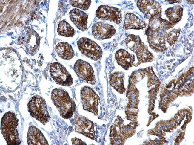 eIF3f Antibody in Immunohistochemistry (Paraffin) (IHC (P))