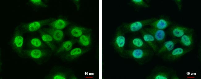 RAP1 Antibody in Immunocytochemistry (ICC/IF)