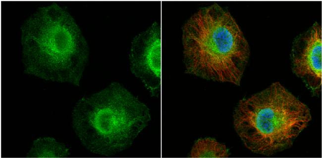 MCL-1 Antibody in Immunocytochemistry (ICC/IF)