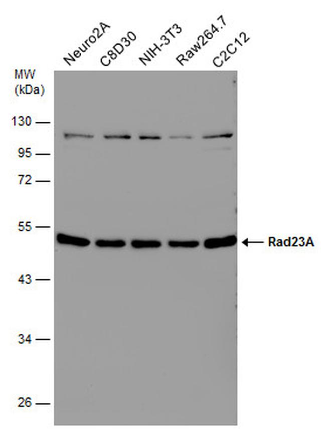 RAD23A Antibody in Western Blot (WB)