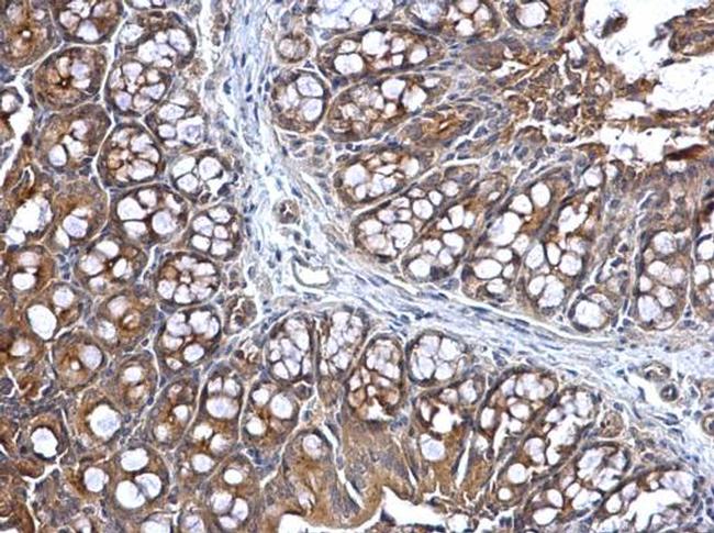 KARS Antibody in Immunohistochemistry (Paraffin) (IHC (P))