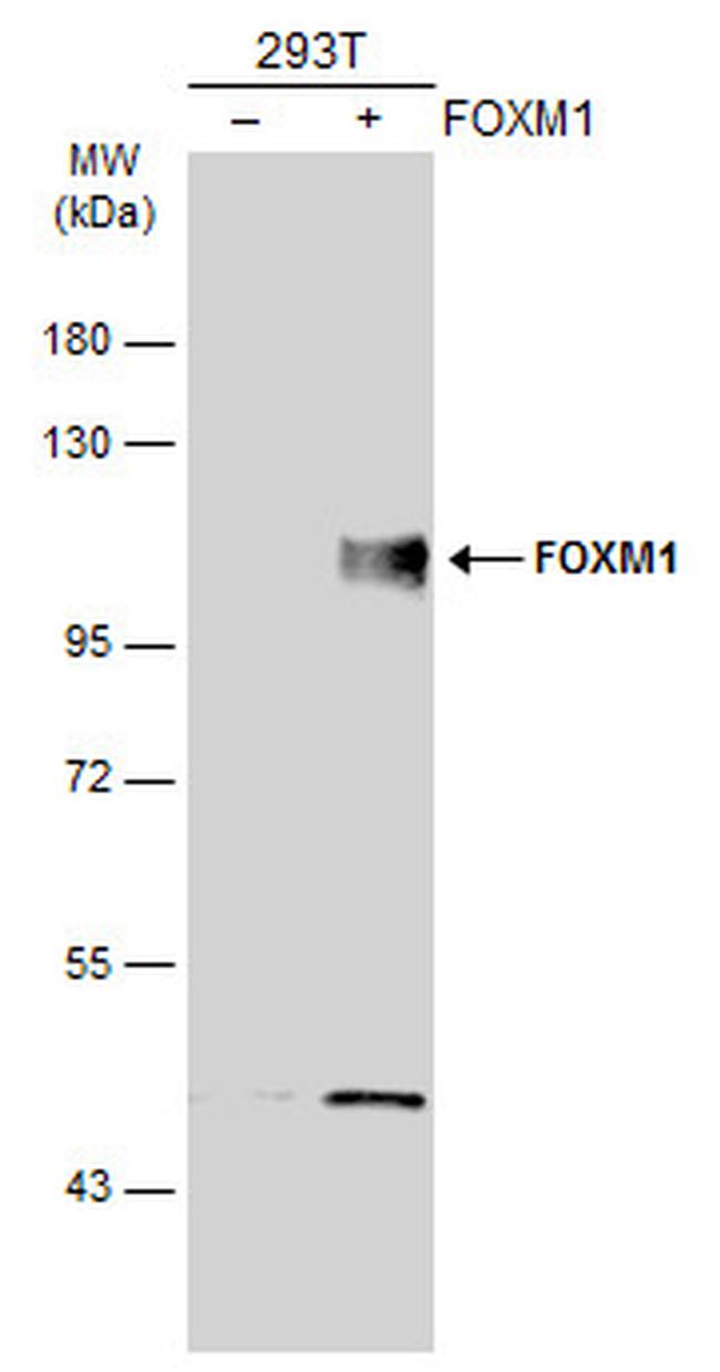 FOXM1 Antibody in Western Blot (WB)