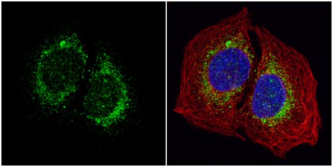 HYOU1 Antibody in Immunocytochemistry (ICC/IF)