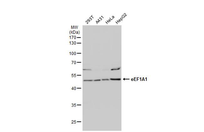 EEF1A1 Antibody in Western Blot (WB)