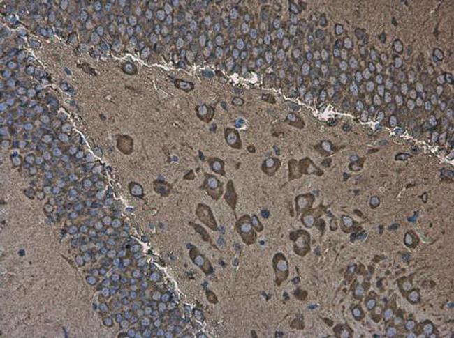 EEF1A2 Antibody in Immunohistochemistry (Paraffin) (IHC (P))