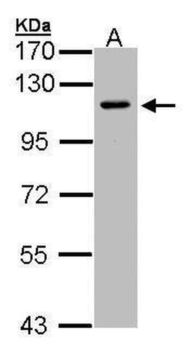 Neuropilin 2 Antibody in Western Blot (WB)