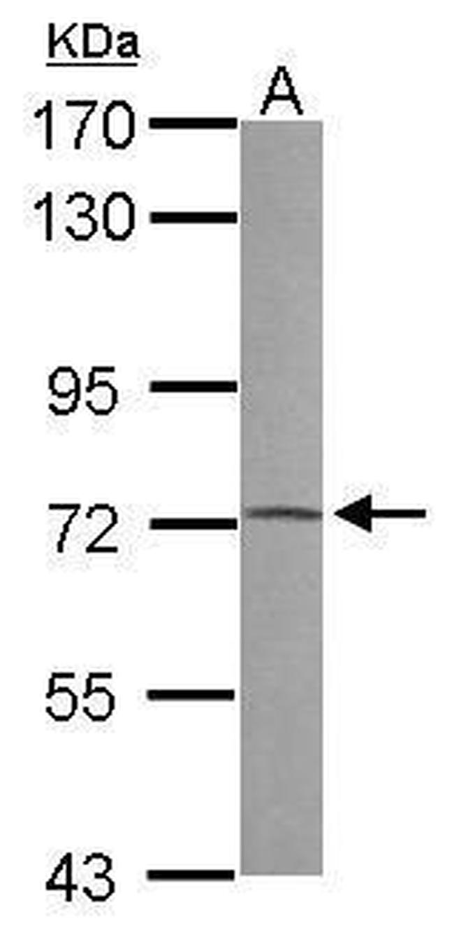 PRODH Antibody in Western Blot (WB)