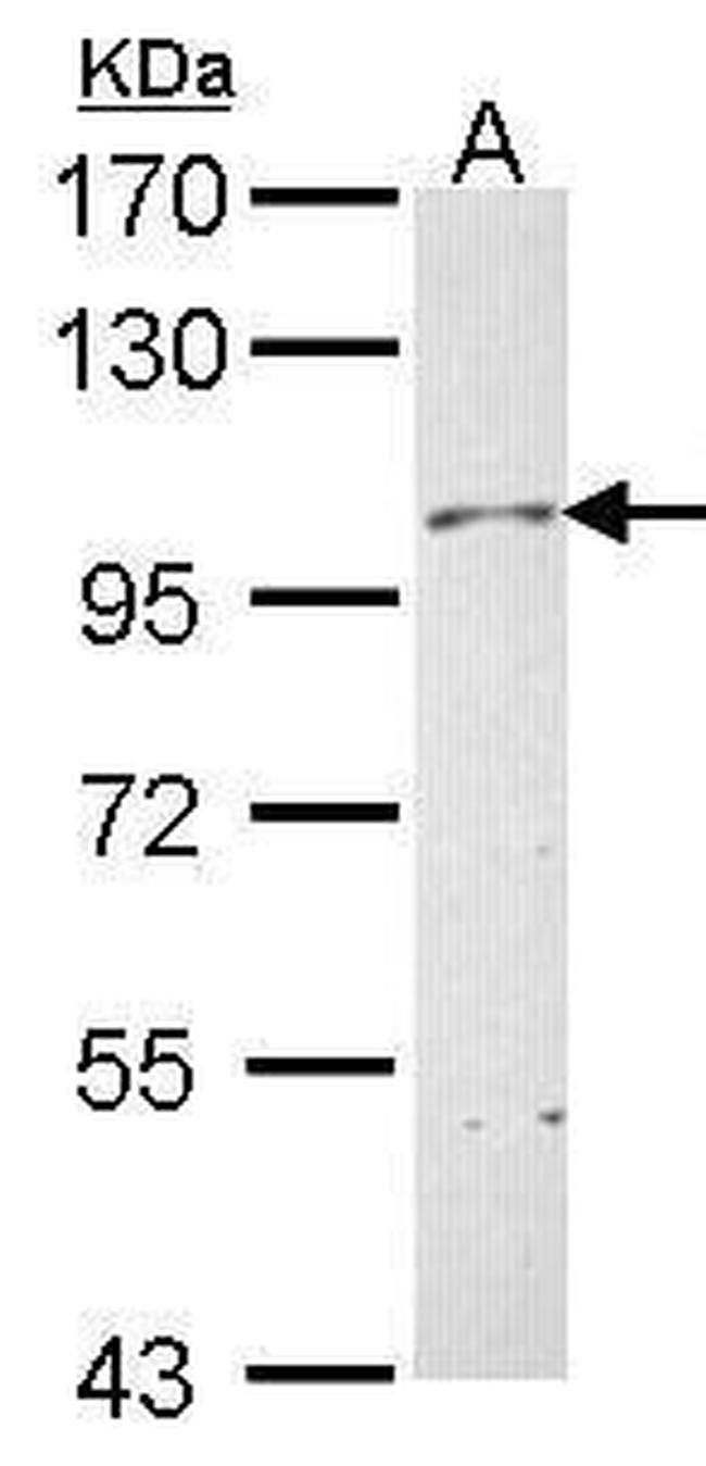 Neuropilin 1 Antibody in Western Blot (WB)