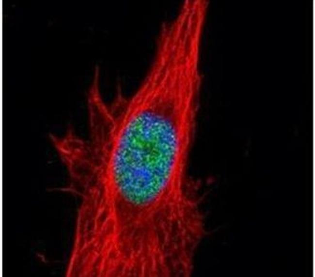 p38 MAPK alpha Antibody in Immunocytochemistry (ICC/IF)