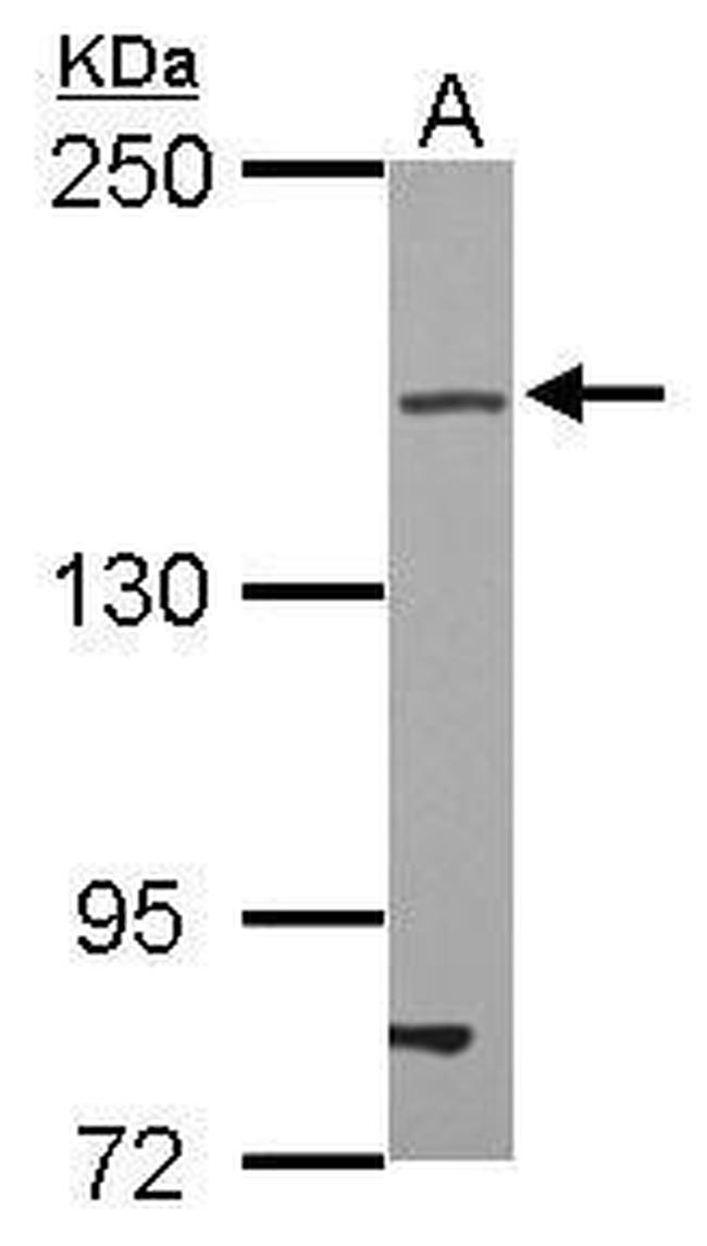 ZO-2 Antibody in Western Blot (WB)