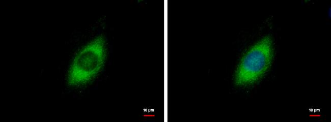 GRP94 Antibody in Immunocytochemistry (ICC/IF)