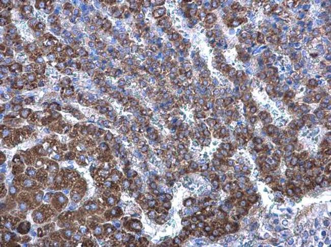 DHCR24 Antibody in Immunohistochemistry (Paraffin) (IHC (P))