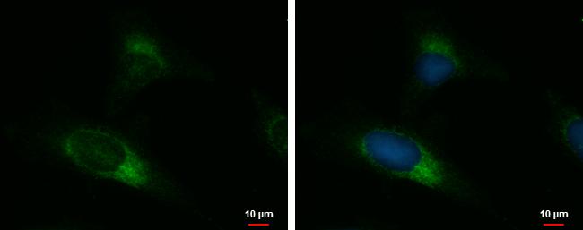 UGGT2 Antibody in Immunocytochemistry (ICC/IF)