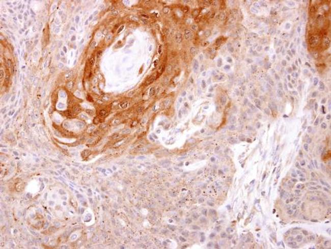 Prostasin Antibody in Immunohistochemistry (Paraffin) (IHC (P))